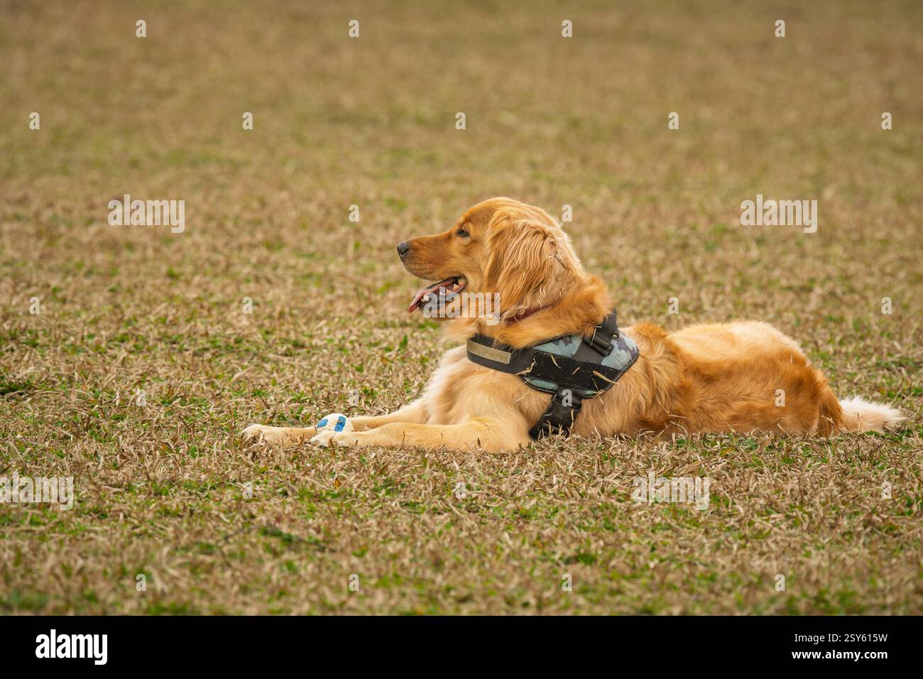Un carino Golden retriever felice in un parco con una palla Foto Stock