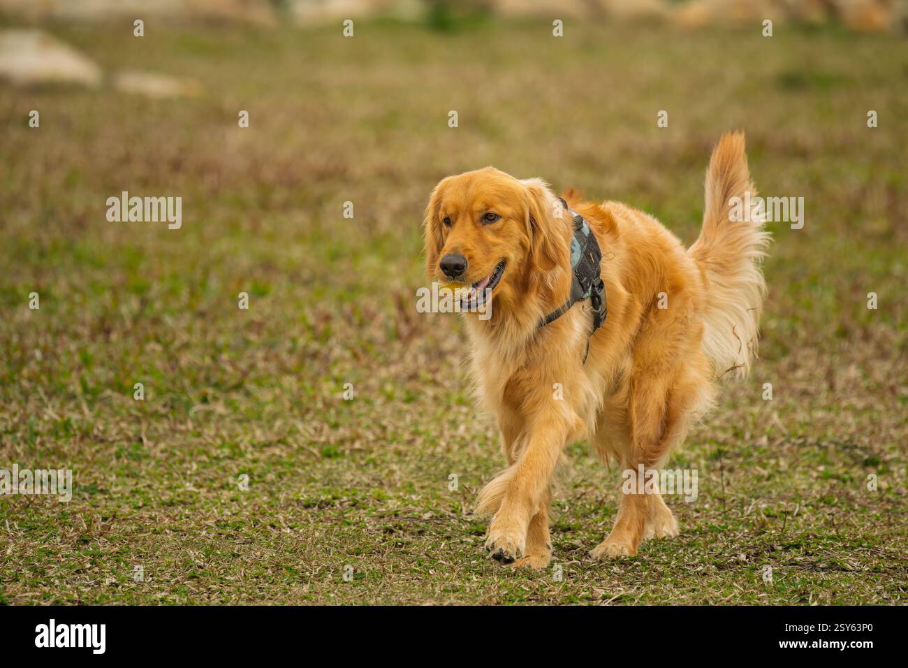 Un carino Golden retriever che cammina con una palla in bocca Foto Stock