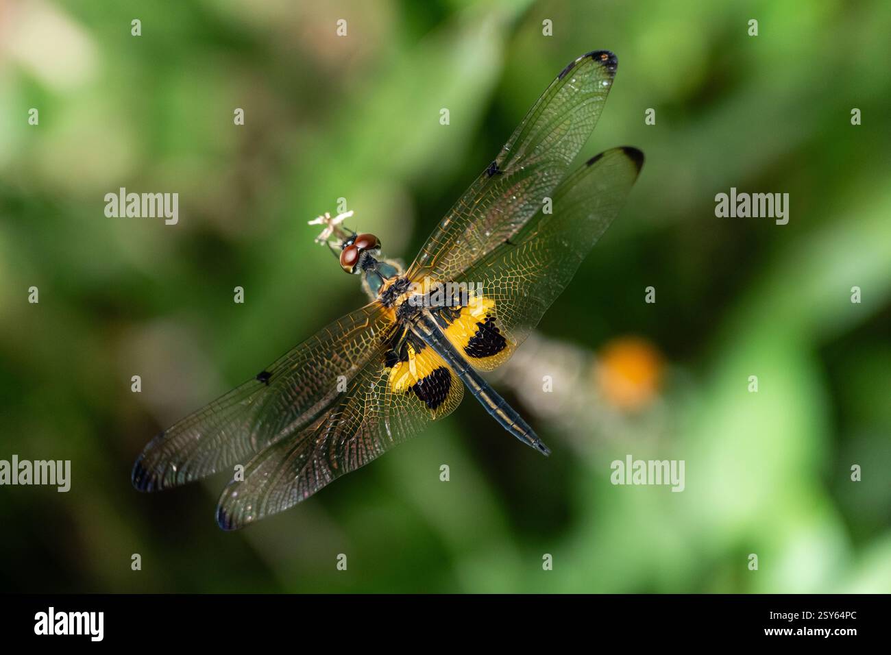 Rhyothemis Phyllis Dragonfly (Flutterer a strisce gialle) arroccato su un Twig: Un dettagliato primo piano nel suo habitat naturale Foto Stock
