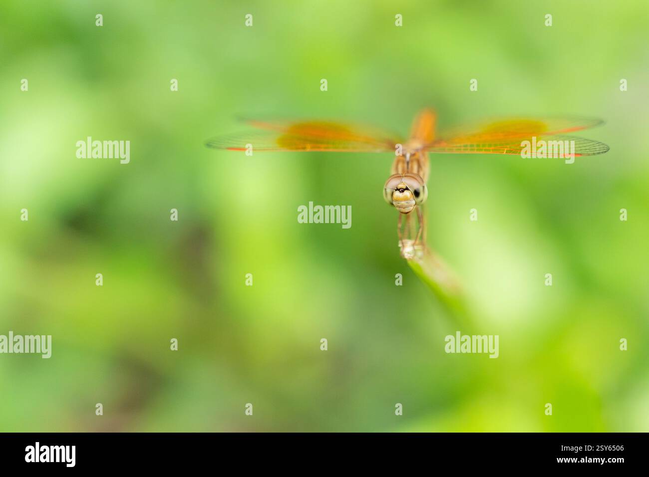 Brachythemis contaminata Dragonfly arroccato su Twig, primo piano Macro Shot Foto Stock