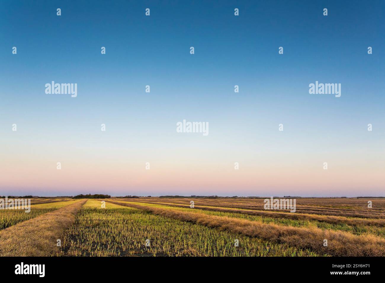 Campo di colture con un cielo blu sullo sfondo. Il cielo è limpido e il sole sta tramontando Foto Stock