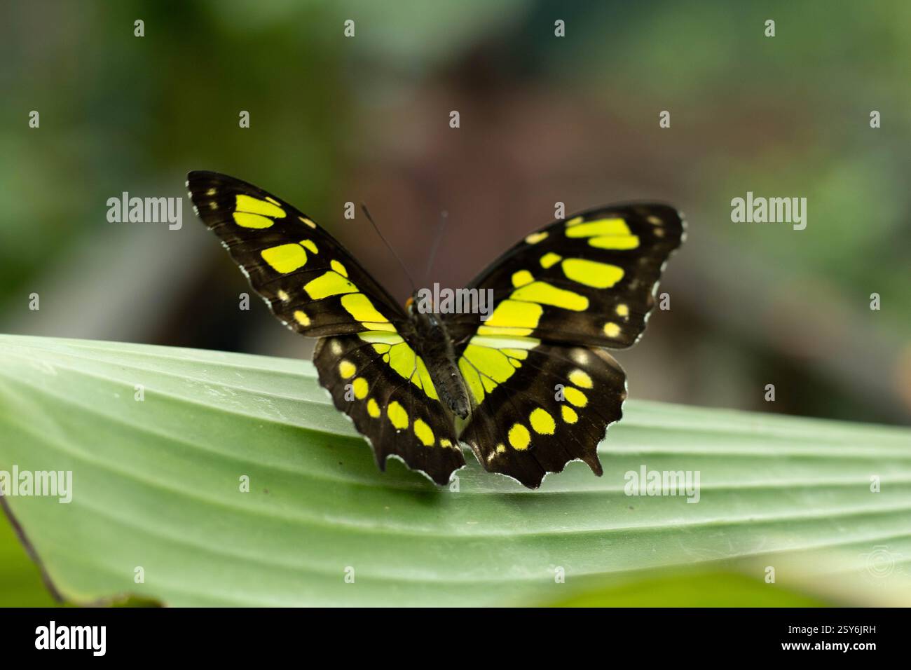 Farfalla tropicale con un motivo molto interessante con il giallo e il nero sulle ali seduta su una foglia verde, con sfondo verde sfocato Foto Stock