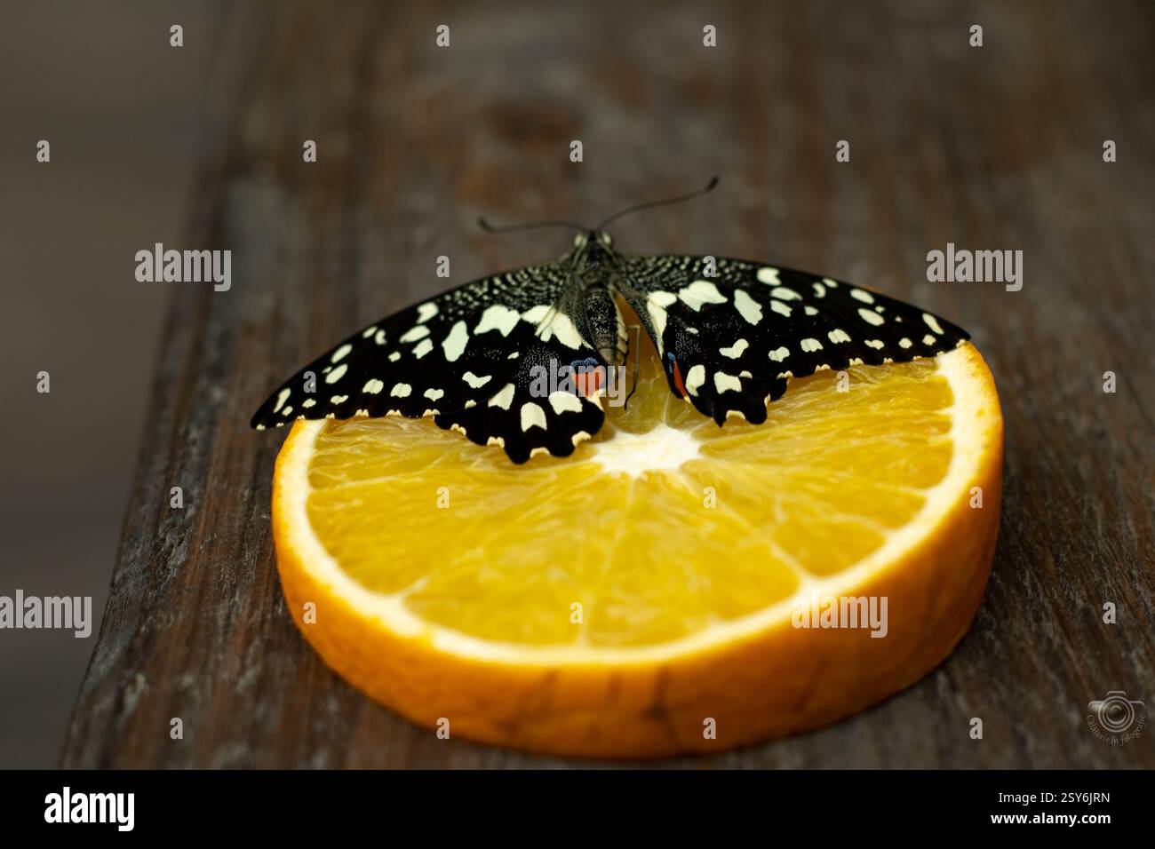 Farfalla splendidamente colorata con un interessante motivo bianco e nero, seduta su una tavola di legno, su una fetta profumata di arancio Foto Stock