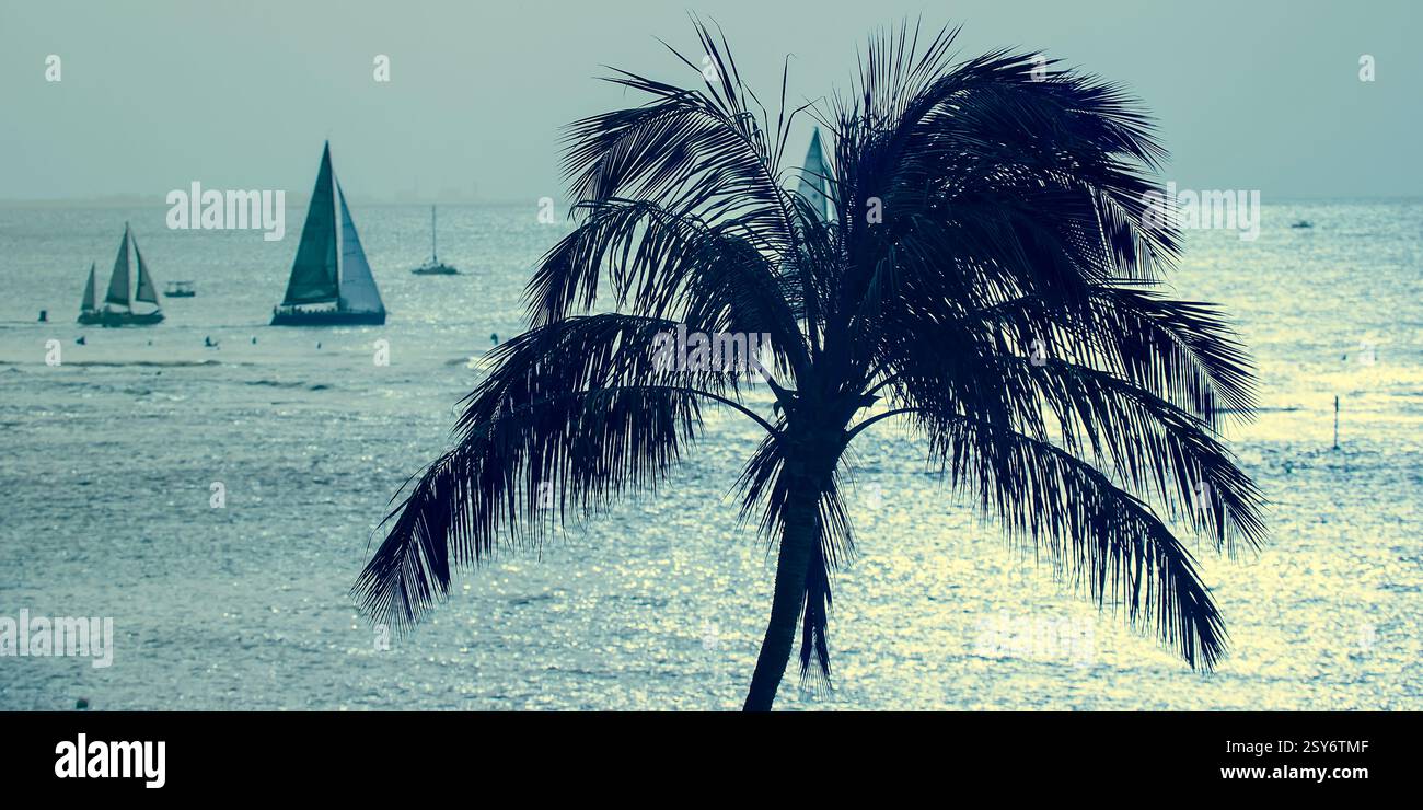 La palma è in primo piano in un'immagine di un corpo d'acqua. Ci sono diverse barche a vela sullo sfondo Foto Stock