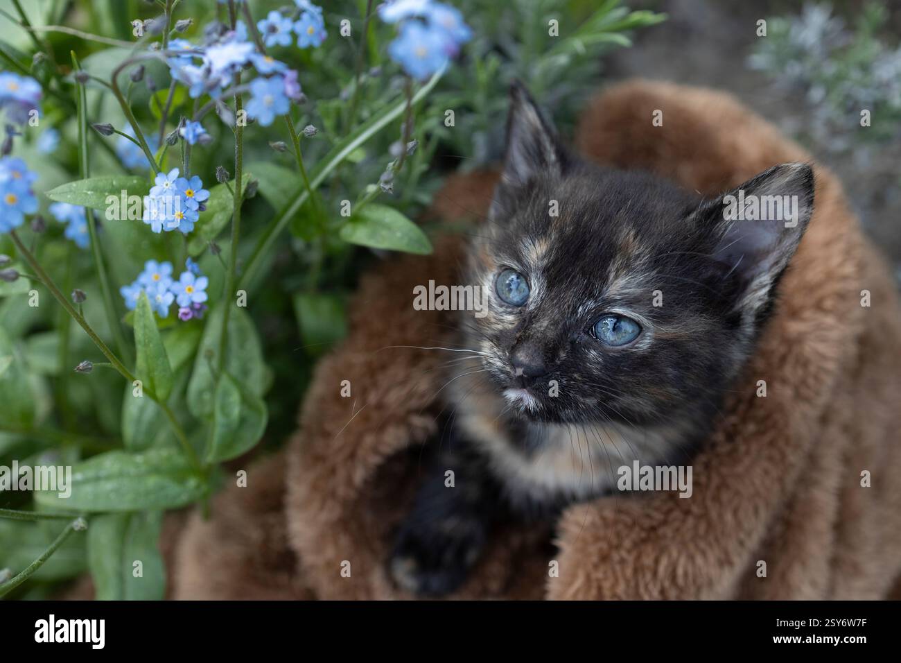 Il gattino marrone si trova in una morbida coperta vicino a un cespuglio di piccoli capricci blu. bellissime cartoline, armonia della natura. Il tuo animale preferito a piedi. Giorno gatto Foto Stock