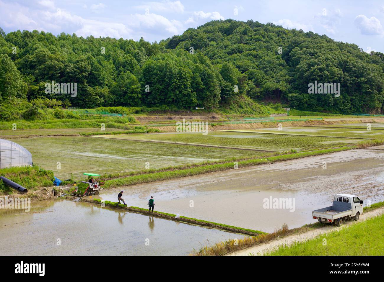 Sejong City, Corea del Sud - 27 maggio 2021: Gli agricoltori lavorano in risaie allagate, piantando manualmente piantine mentre un piccolo trattore facilita il processo. Foto Stock
