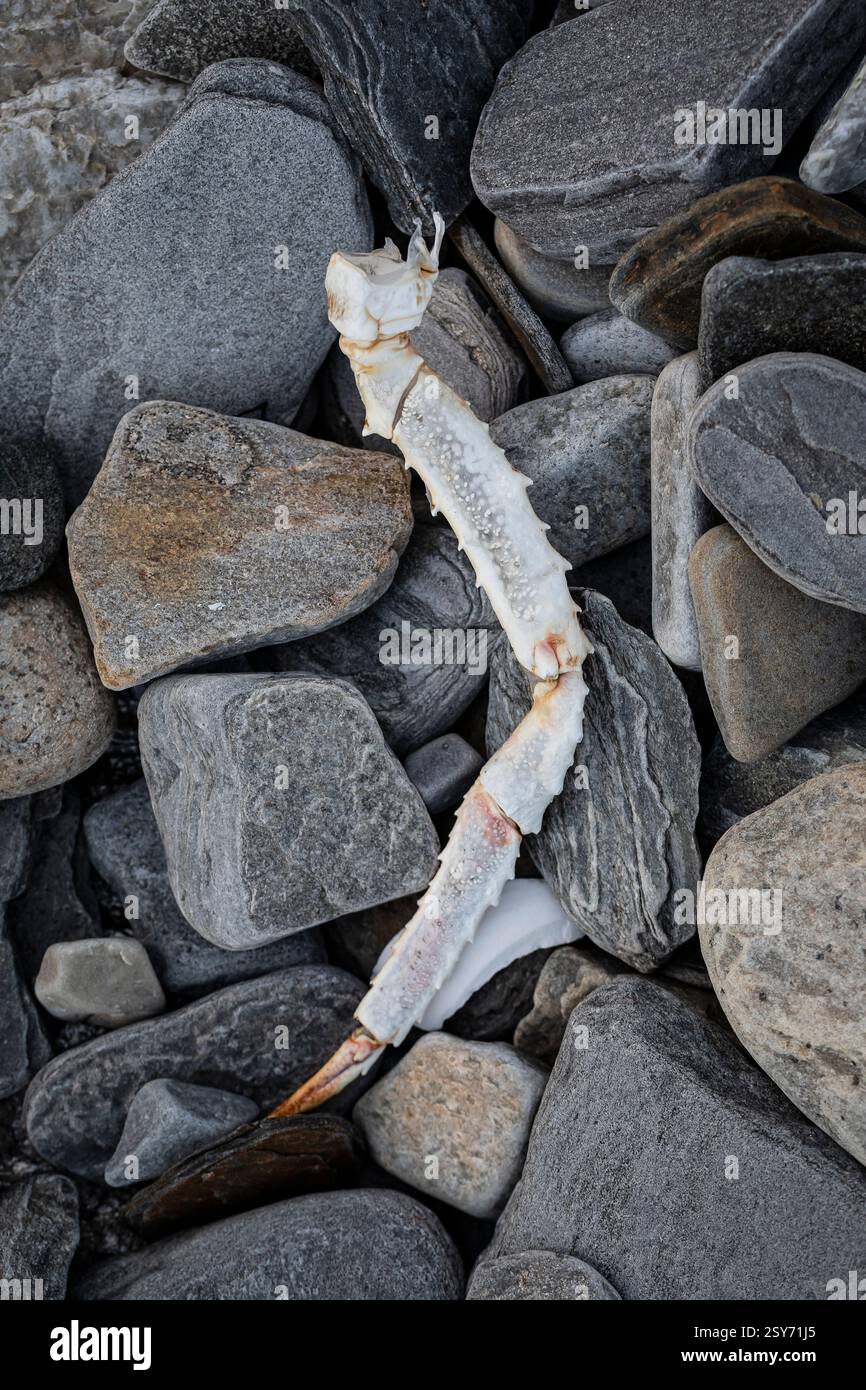 Una grossa zampa di granchio trovata su una spiaggia in Norvegia Foto Stock