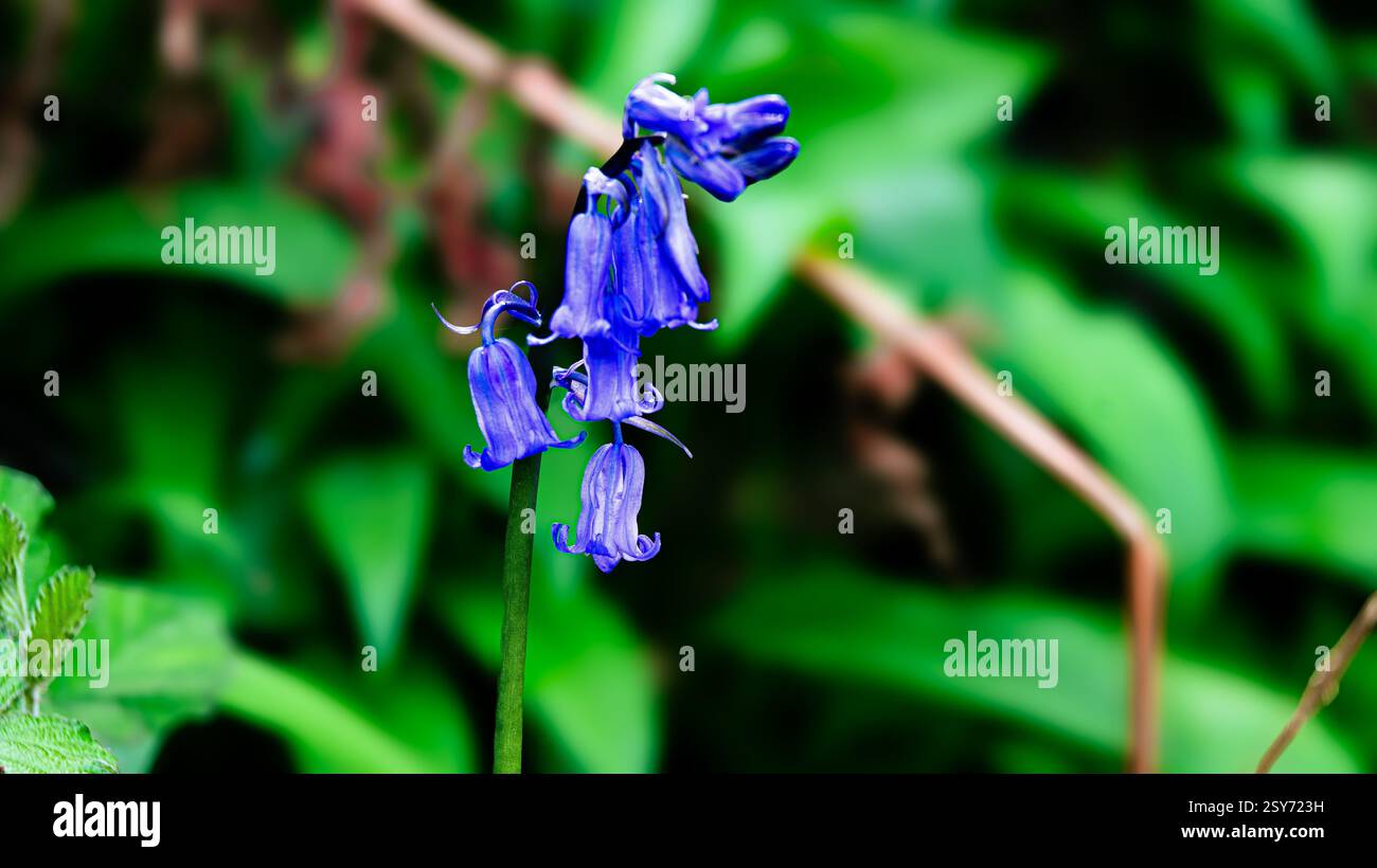 Una macro fotografia ravvicinata di un campanello sul fondo della foresta durante un bellissimo pomeriggio primaverile Foto Stock