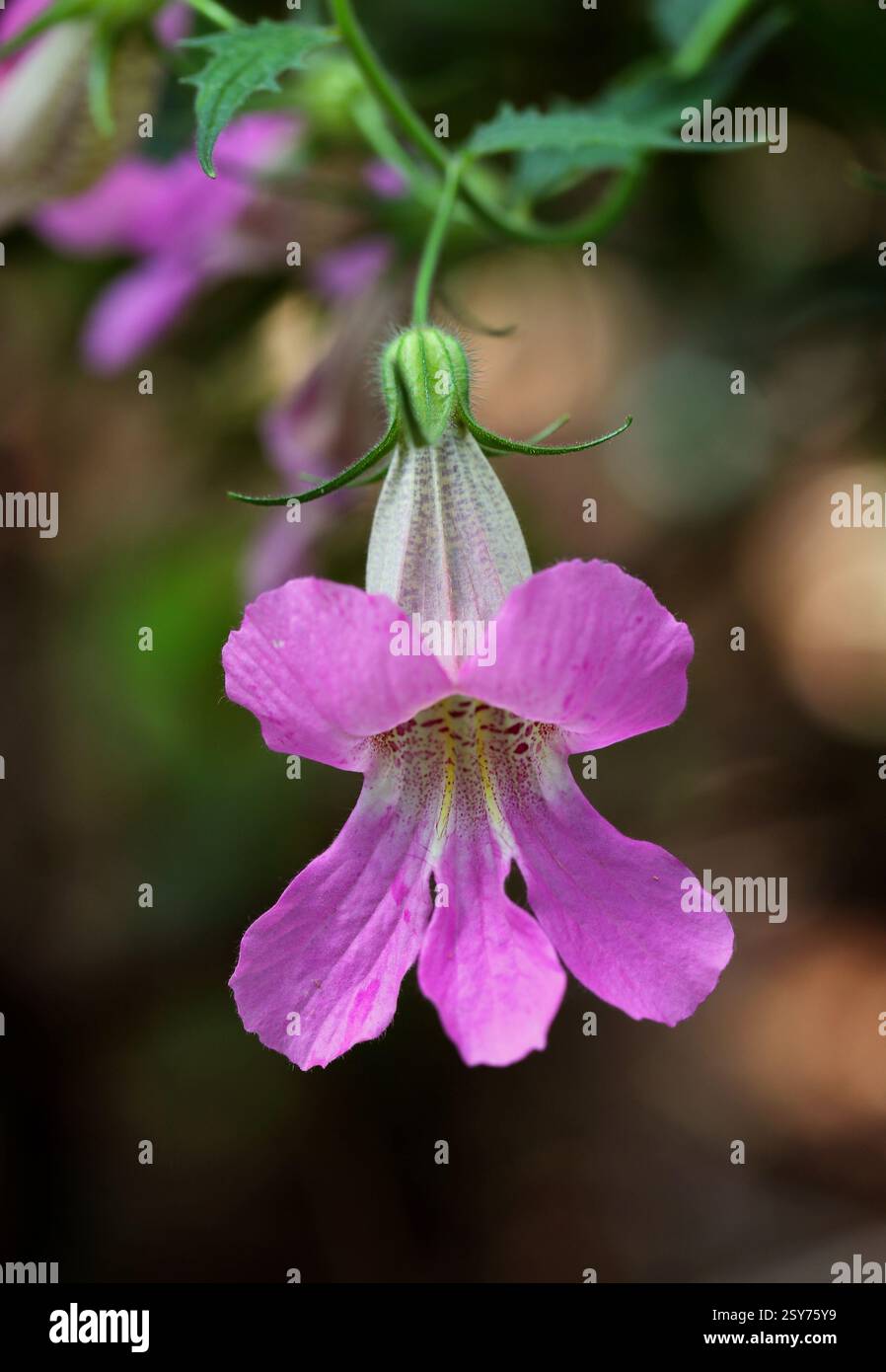 Foxglove cinese, Rehmannia piasezkii, SYN. Rehmannia elata, Rehmannia angulata, Orobanchaceae. Cina. Foto Stock
