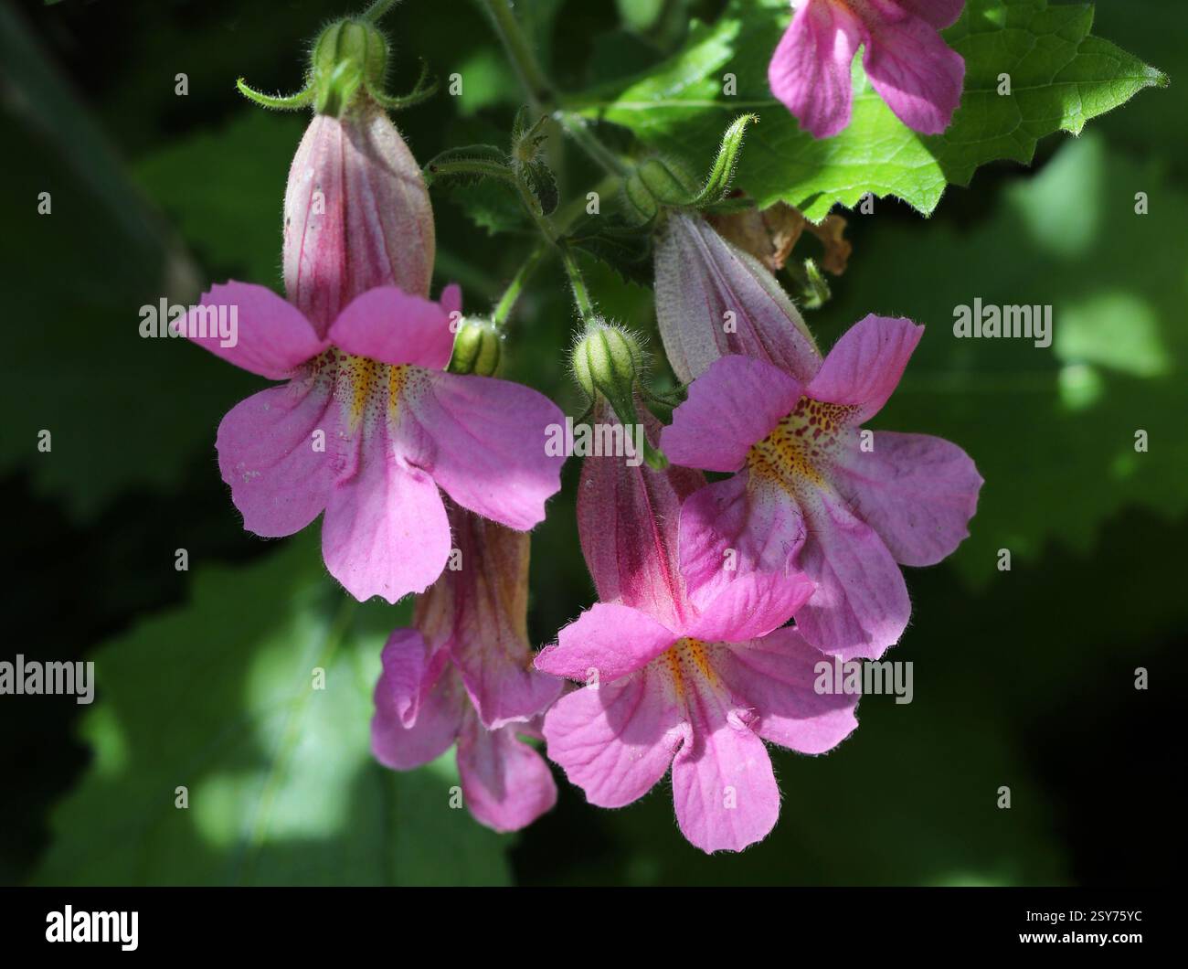 Foxglove cinese, Rehmannia piasezkii, SYN. Rehmannia elata, Rehmannia angulata, Orobanchaceae. Cina. Foto Stock
