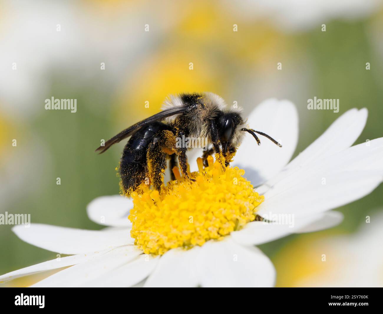 Ashy Mining Bee (Andrena cineraria) bevendo nutrendosi del nettare dal fiore di camomilla, Herefordshire, Inghilterra, maggio Foto Stock