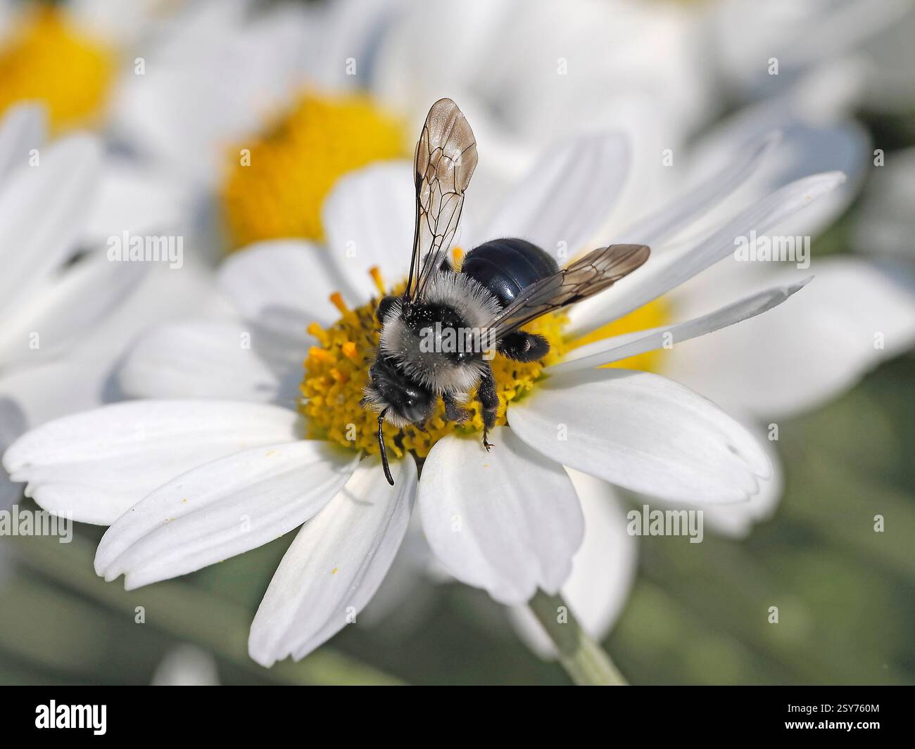 Ashy Mining Bee (Andrena cineraria) che dà da mangiare al nettare di camomilla, Herefordshire, Inghilterra, maggio Foto Stock