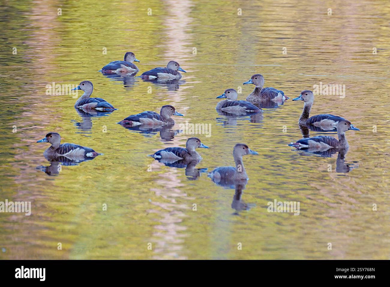 Fulvous Whistling-Ducks (Dendrocygna bicolor) da Bandhavgarh NP, India. Foto Stock
