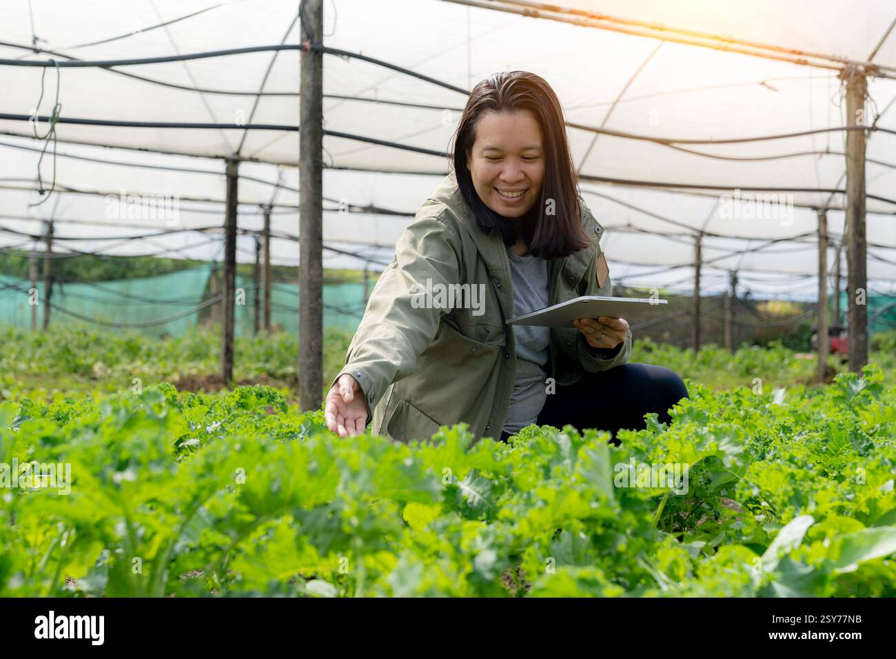 donna che lavora con tablet digitale in azienda idroponica Foto Stock