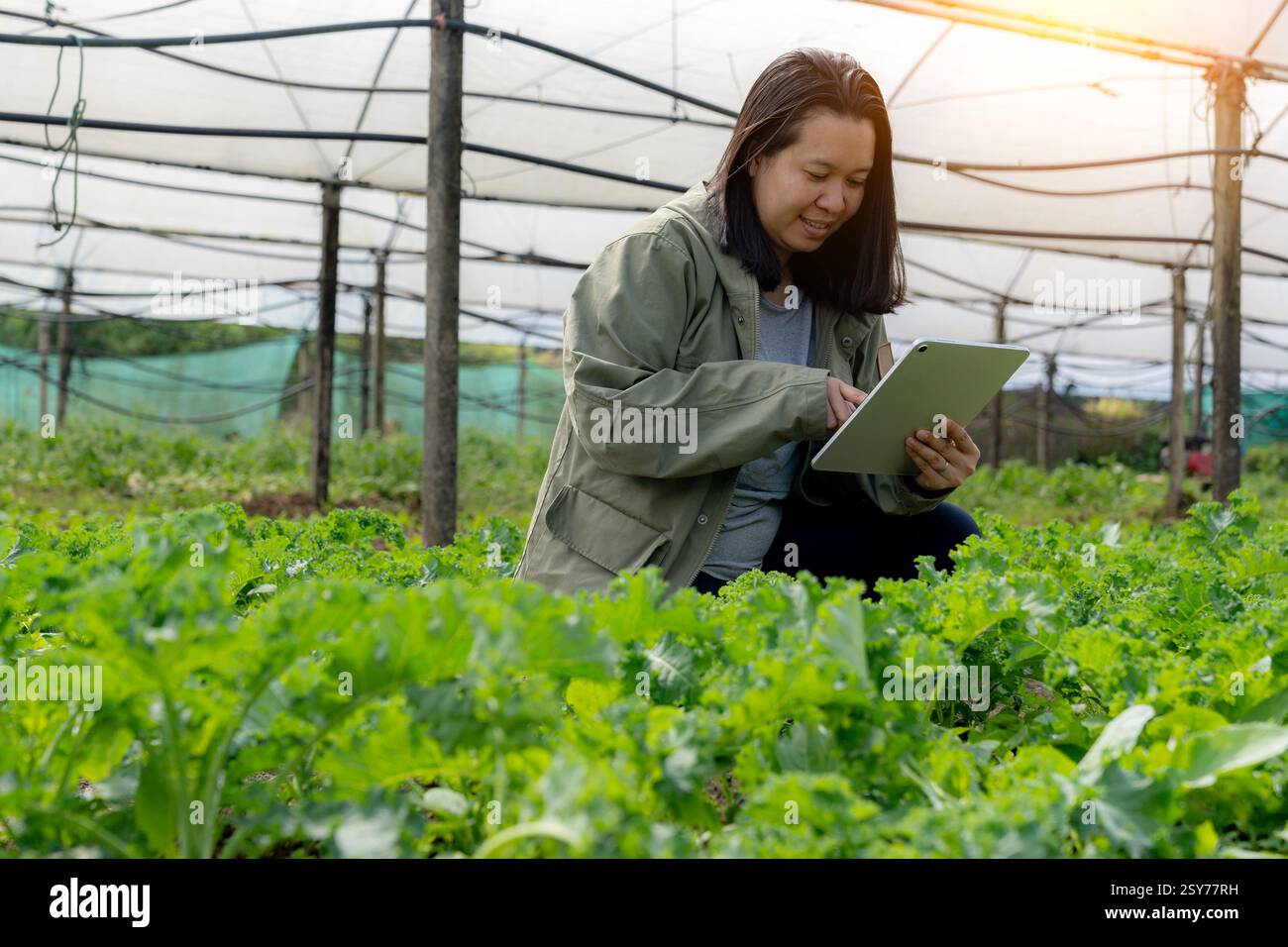 donna che lavora con tablet digitale in azienda idroponica Foto Stock