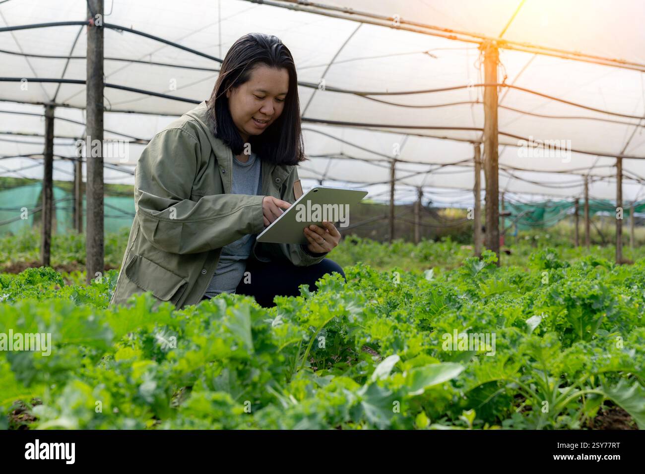 donna che lavora con tablet digitale in azienda idroponica Foto Stock
