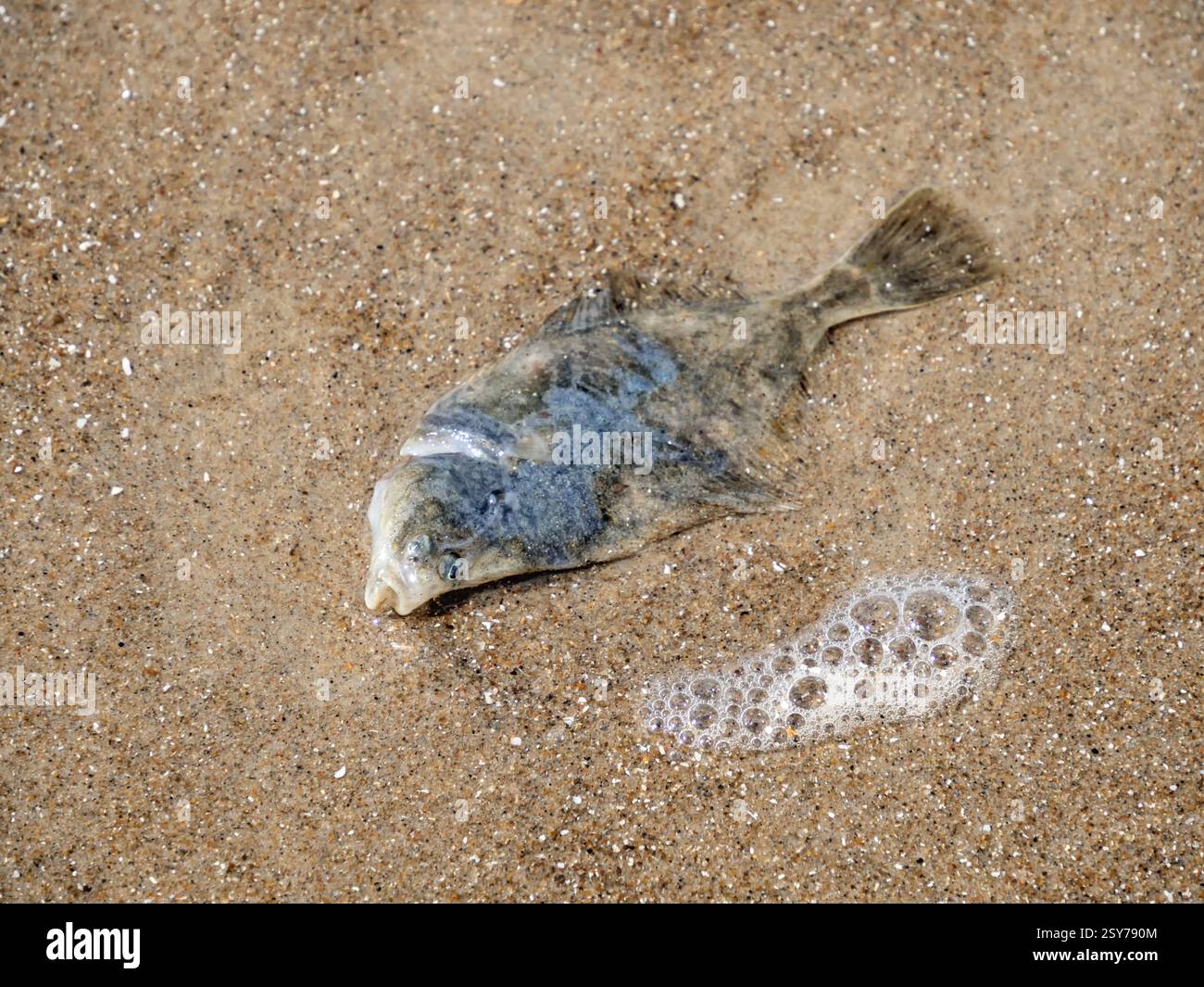 Primo piano di una passera di mare morta (Pleuronectes platessa) bagnata sulla spiaggia del Mare del Nord Foto Stock