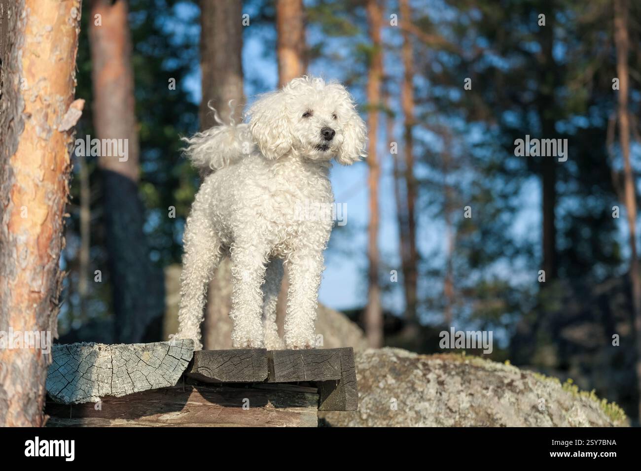 Un piccolo barboncino bianco in piedi su vecchie tavole di legno Foto Stock