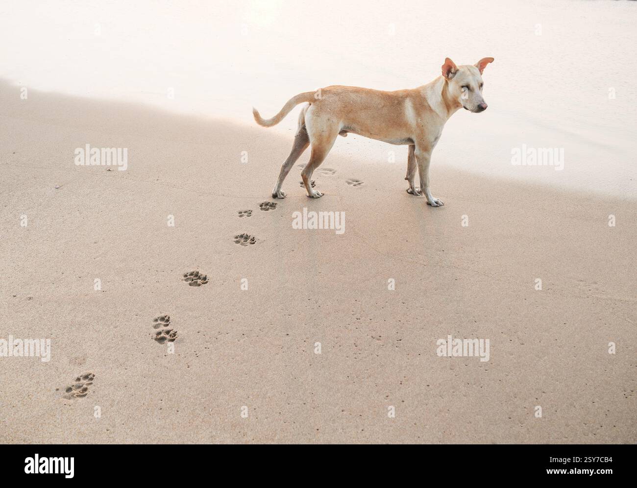 Cane che lascia segni di zampe sulla spiaggia sabbiosa Foto Stock