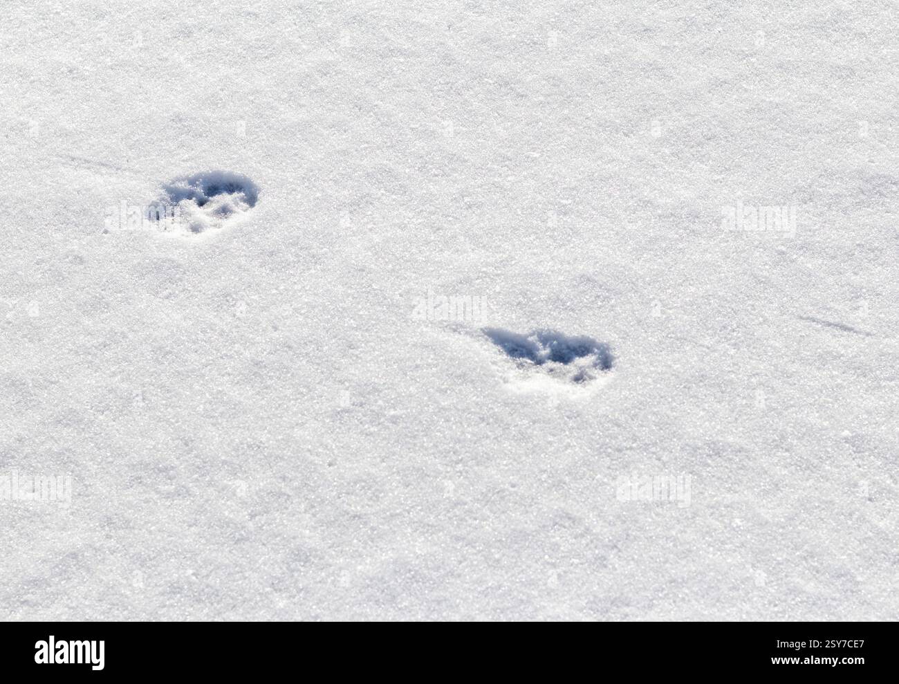 Impronte multiple di animali sulla neve Foto Stock