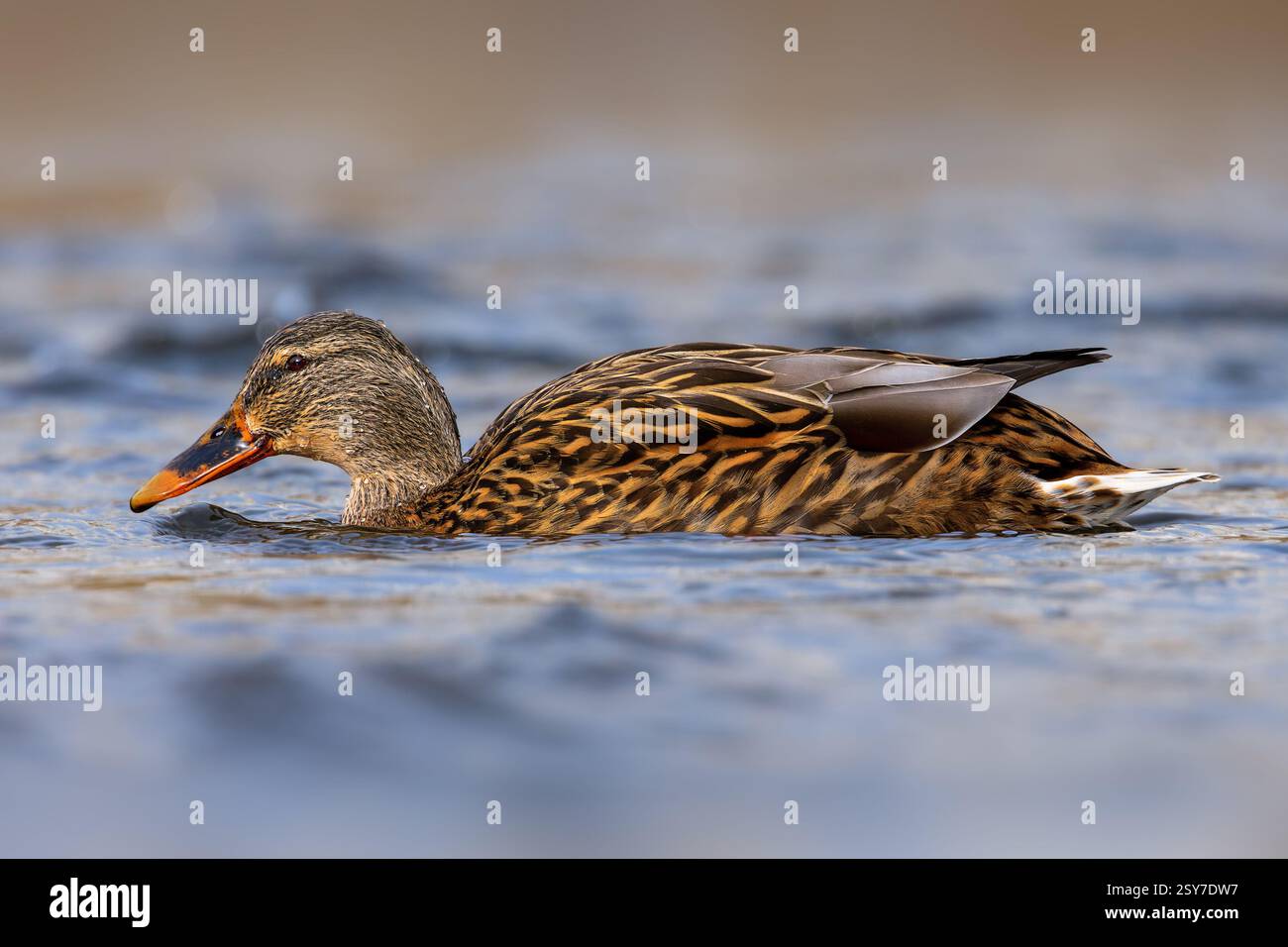Anatra domestica che nuota sulla superficie del fiume (Anas platyrhynchos) Foto Stock