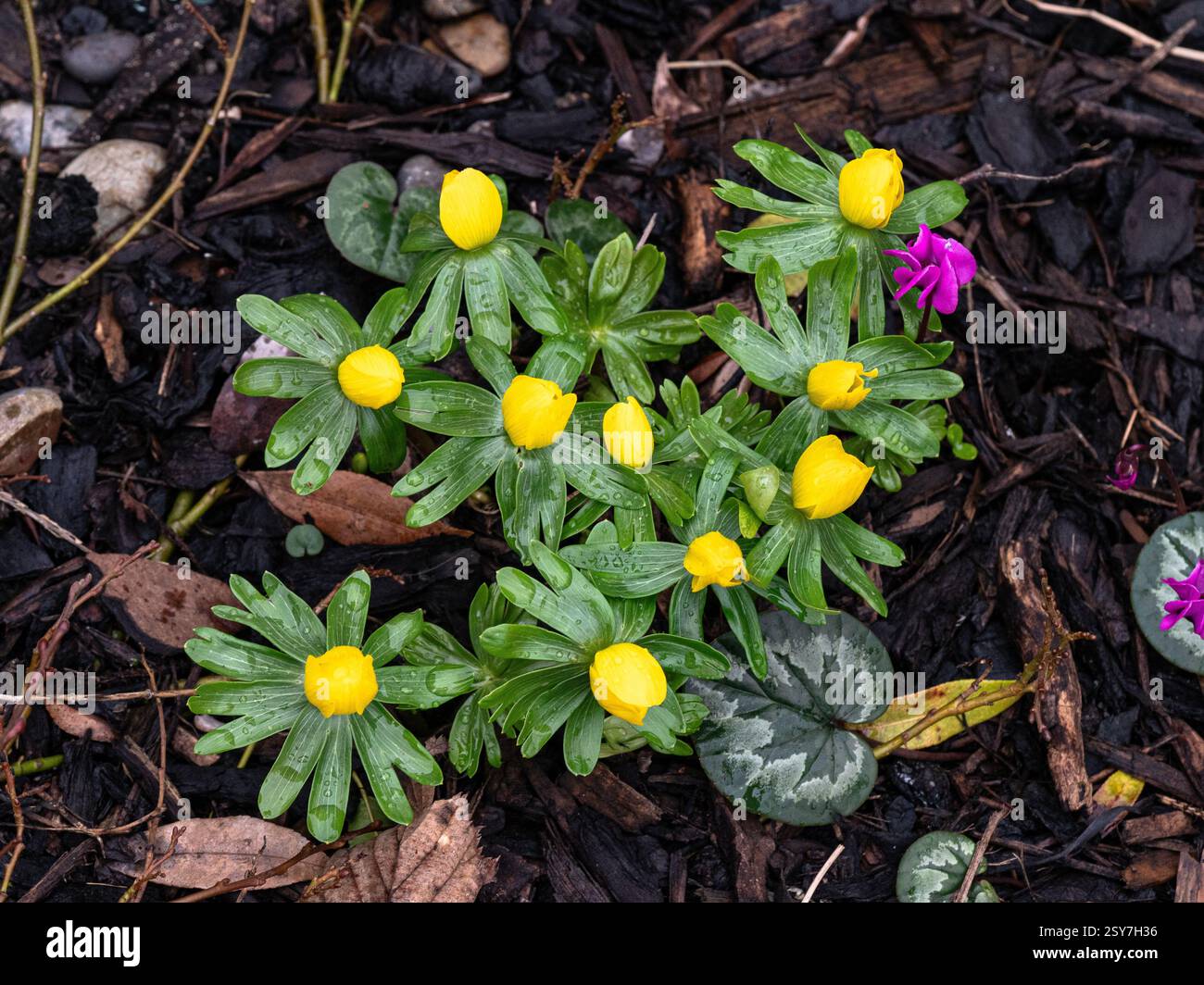 Un gruppo di aconiti invernali Eranthis hyemalis con gemme gialle brillanti e foglie verdi brillanti profondamente dissezionate Foto Stock