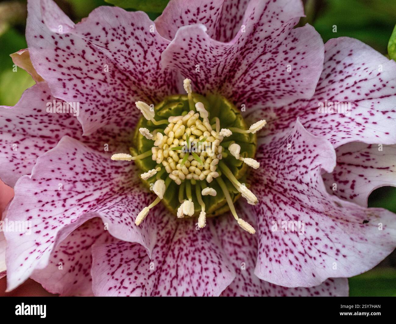 Un primo piano di un singolo fiore di un'alveare Foto Stock