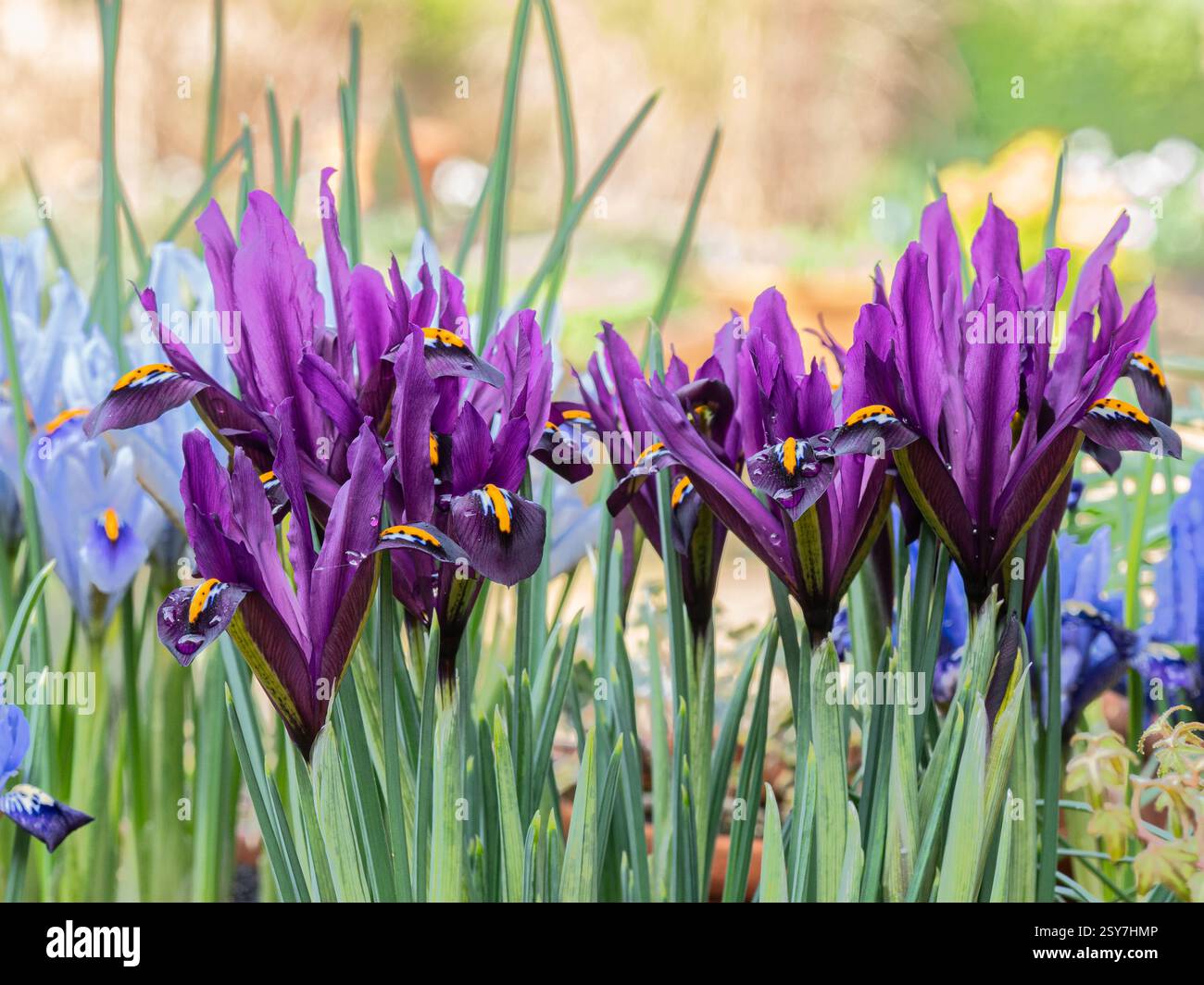 Un gruppo di fiori viola dell'Iris reticulata 'J. S. Dijt' Foto Stock