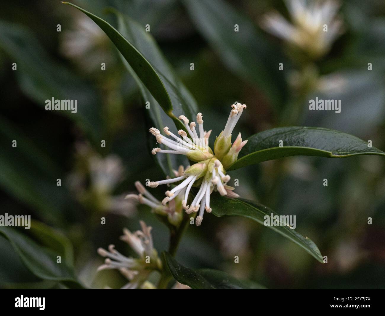 I delicati fiori bianchi lungo gli steli della fioritura invernale della confusa sarcococca sempreverde o della scatola dolce Foto Stock