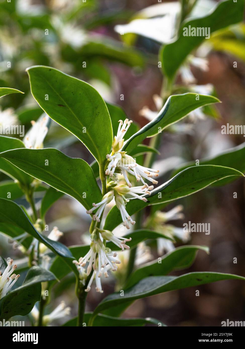 I delicati fiori bianchi lungo gli steli della fioritura invernale della confusa sarcococca sempreverde o della scatola dolce Foto Stock