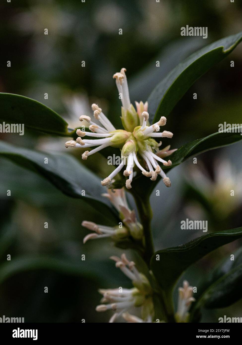 I delicati fiori bianchi lungo gli steli della fioritura invernale della confusa sarcococca sempreverde o della scatola dolce Foto Stock