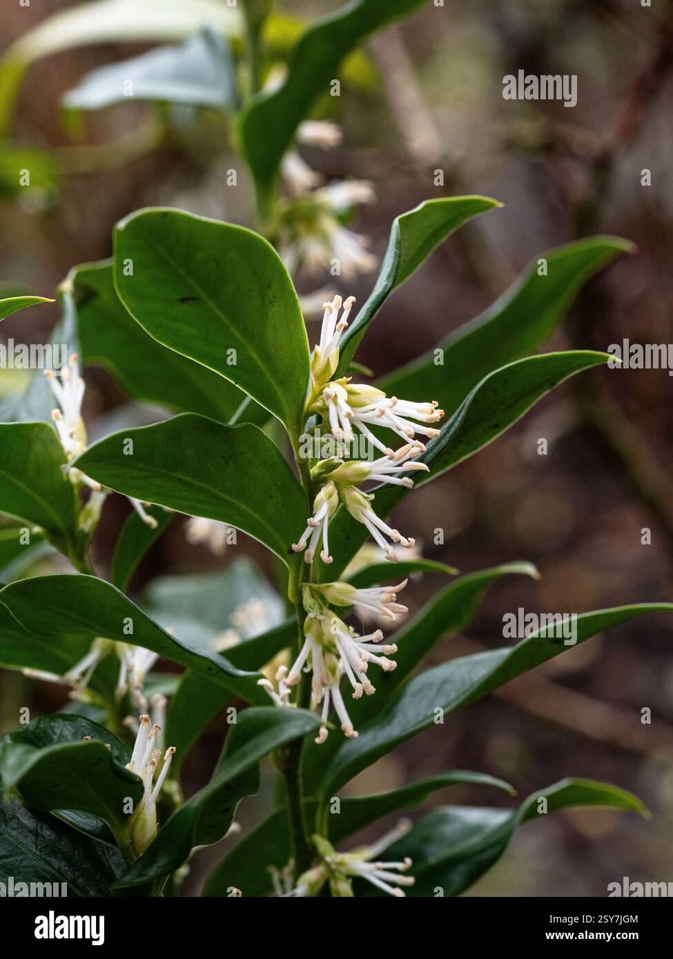 I delicati fiori bianchi lungo gli steli della fioritura invernale della confusa sarcococca sempreverde o della scatola dolce Foto Stock