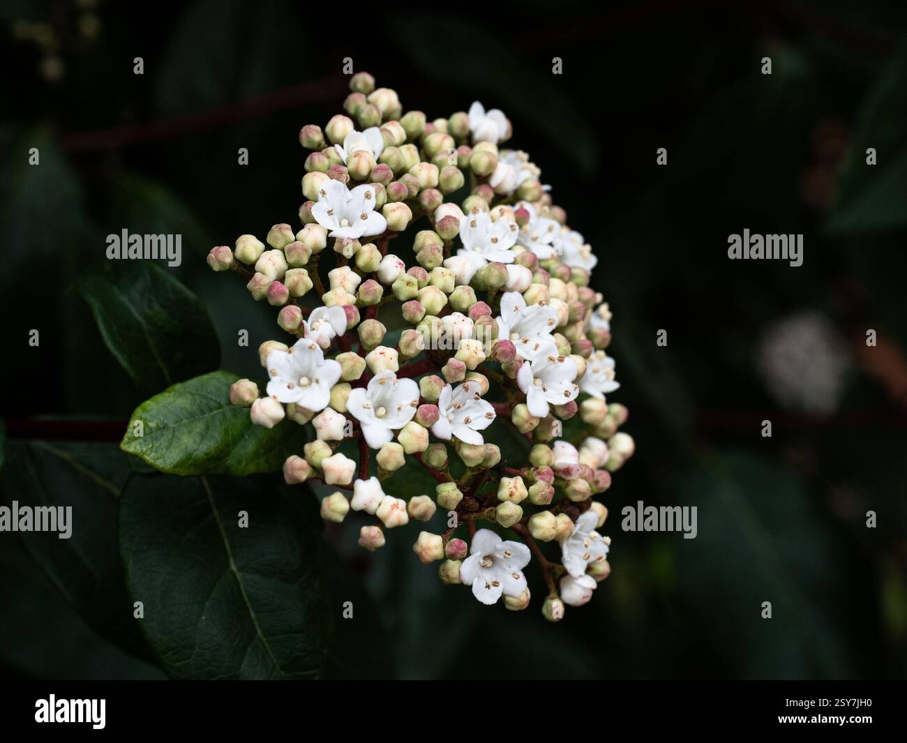 Un primo piano di una testa piena dei piccoli fiori bianchi dell'insenatura invernale di Viburnum sempreverde Foto Stock