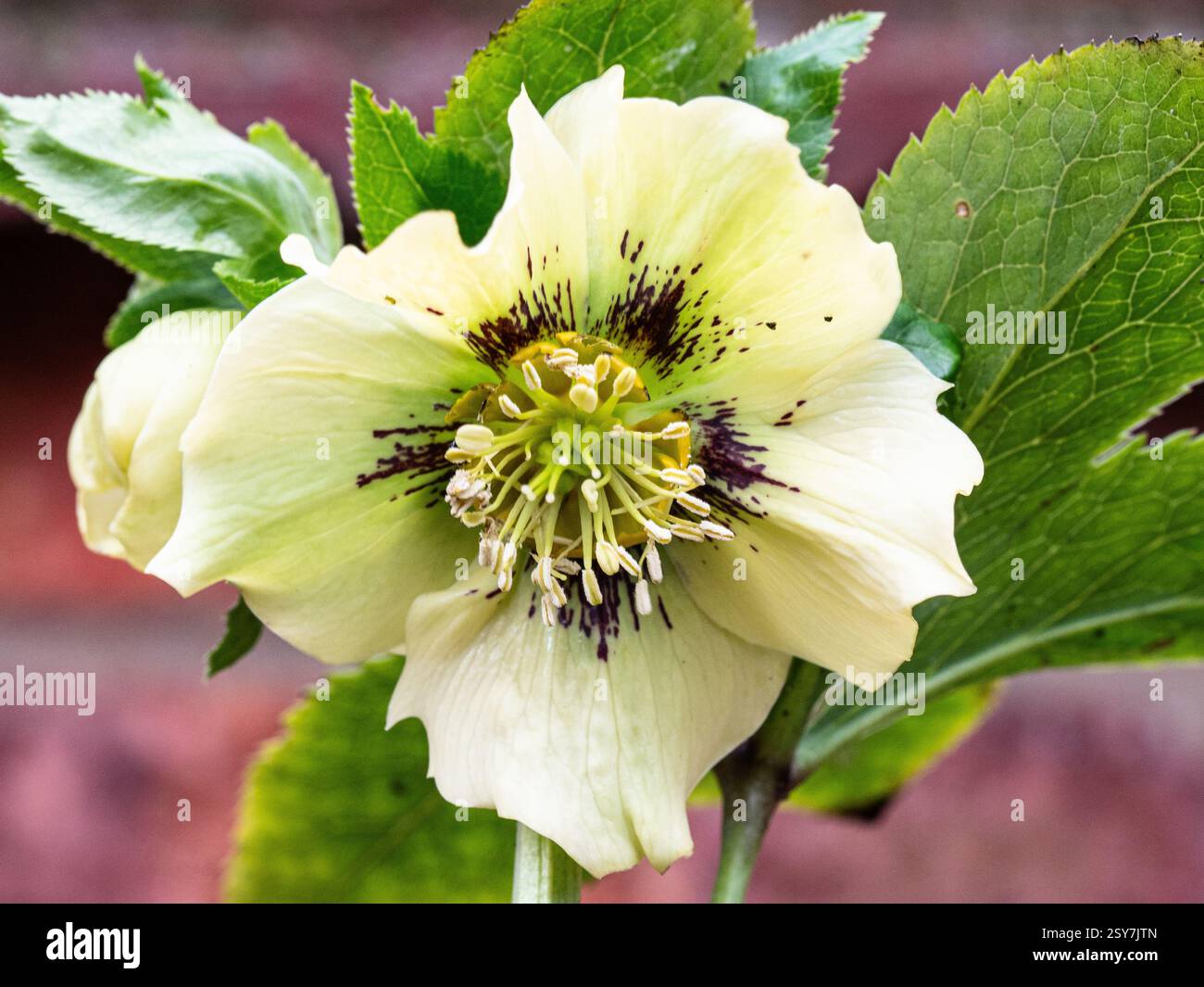 Un primo piano di un singolo fiore di un'alveare Foto Stock