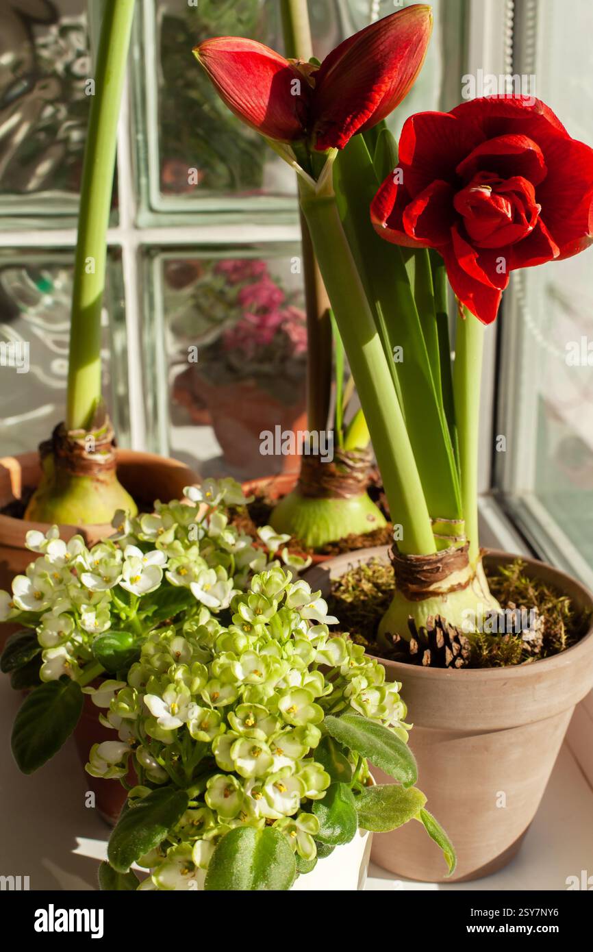 Fiori di ippeauro di colore rosso brillante e incredibili violette africane in fiore bianco-verde in vasi vicino alla parete di vetro. Bellissime piante d'appartamento, truffa del giardinaggio Foto Stock