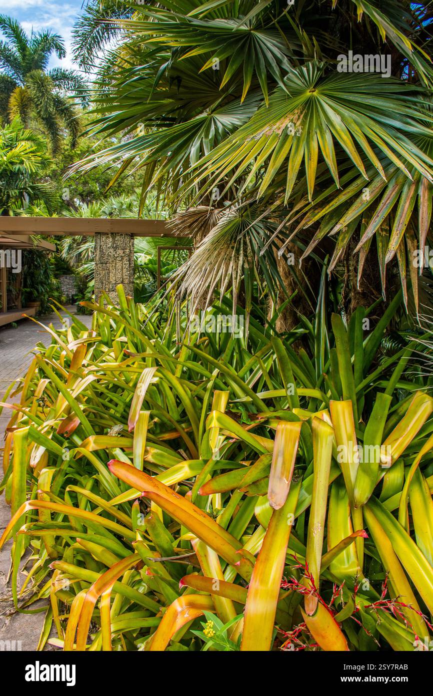 Esplorate lo splendido giardino tropicale con palme a Coral Gables, Florida. Foto Stock