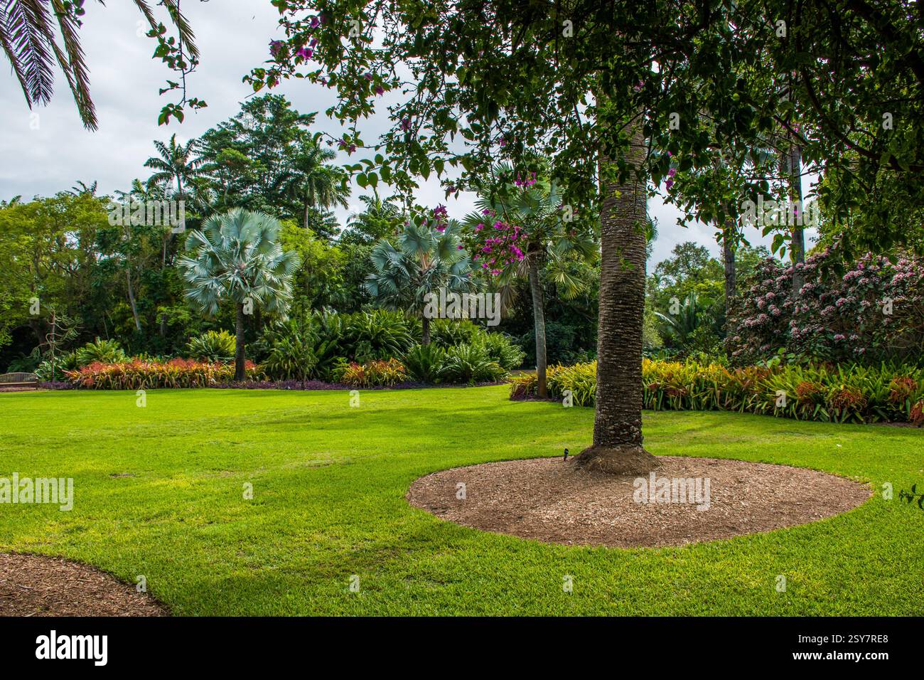 Esplorate lo splendido giardino tropicale con palme a Coral Gables, Florida. Foto Stock
