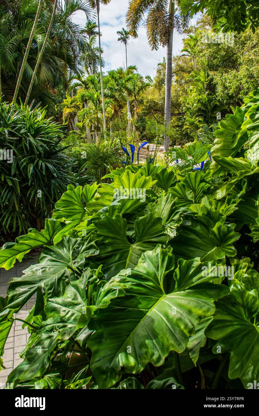 Esplorate lo splendido giardino tropicale con palme a Coral Gables, Florida. Foto Stock