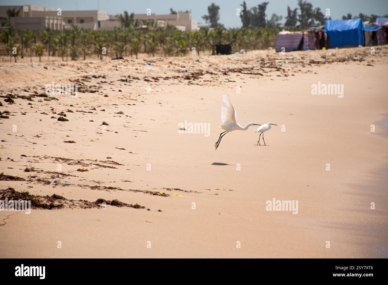 Due uccelli di Egret bianchi su una spiaggia a Pointe Sarene, Senegal Foto Stock