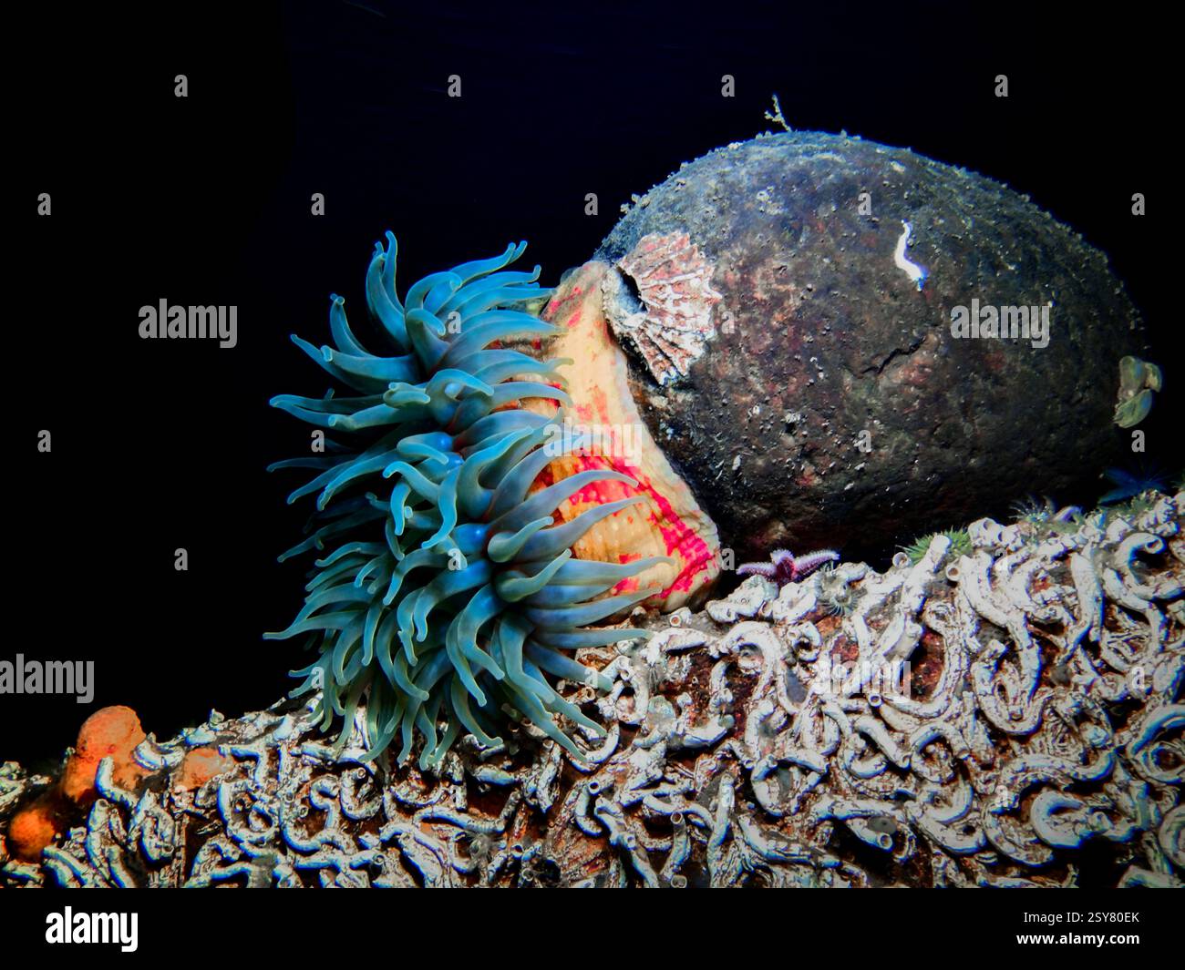 Anemone di mare dahlia dal fiordo di Oslo Foto Stock