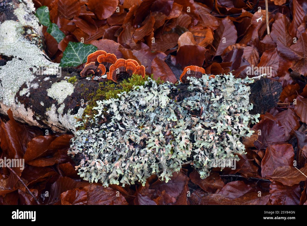 Licheni e funghi su un ramo morto di faggio caduto a terra Foto Stock