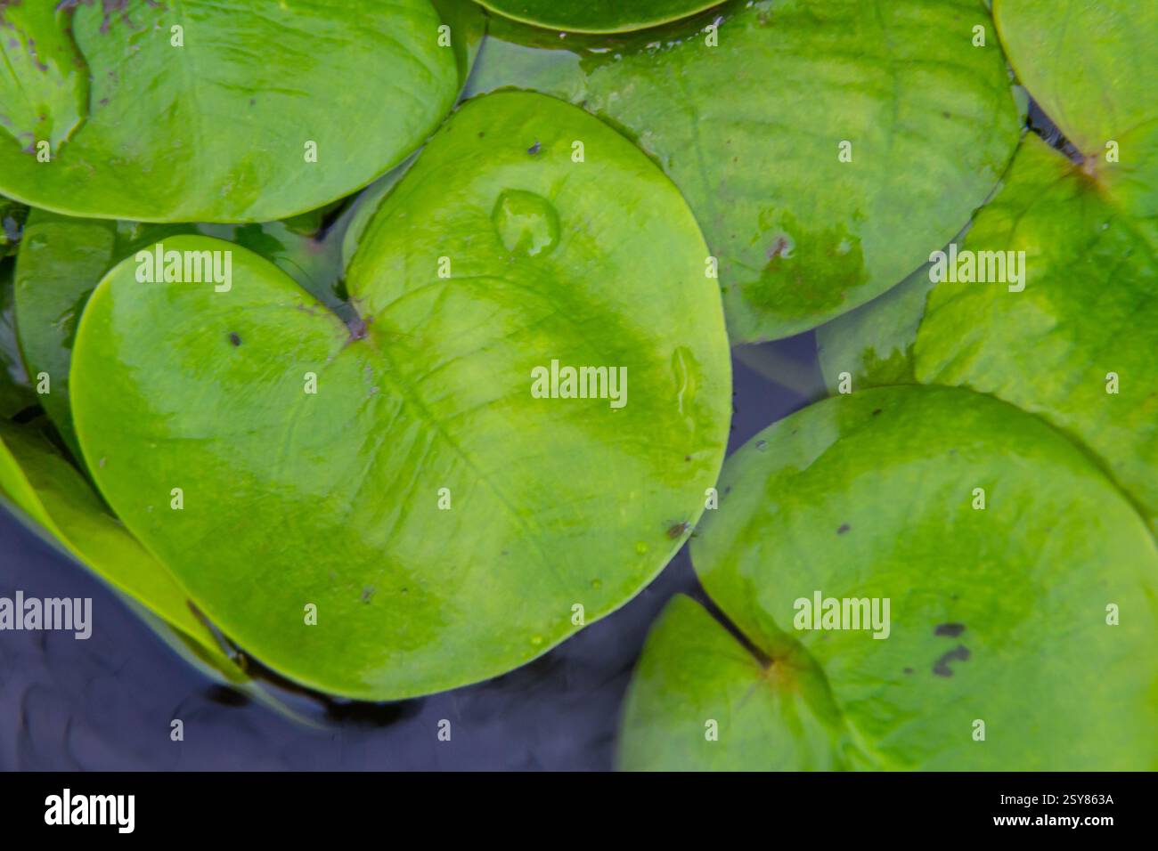 Il genere Hydrocharis morsus-ranae, è una pianta fiorente appartenente alla famiglia delle Hydrocharitaceae. E' un piccolo piano galleggiante Foto Stock