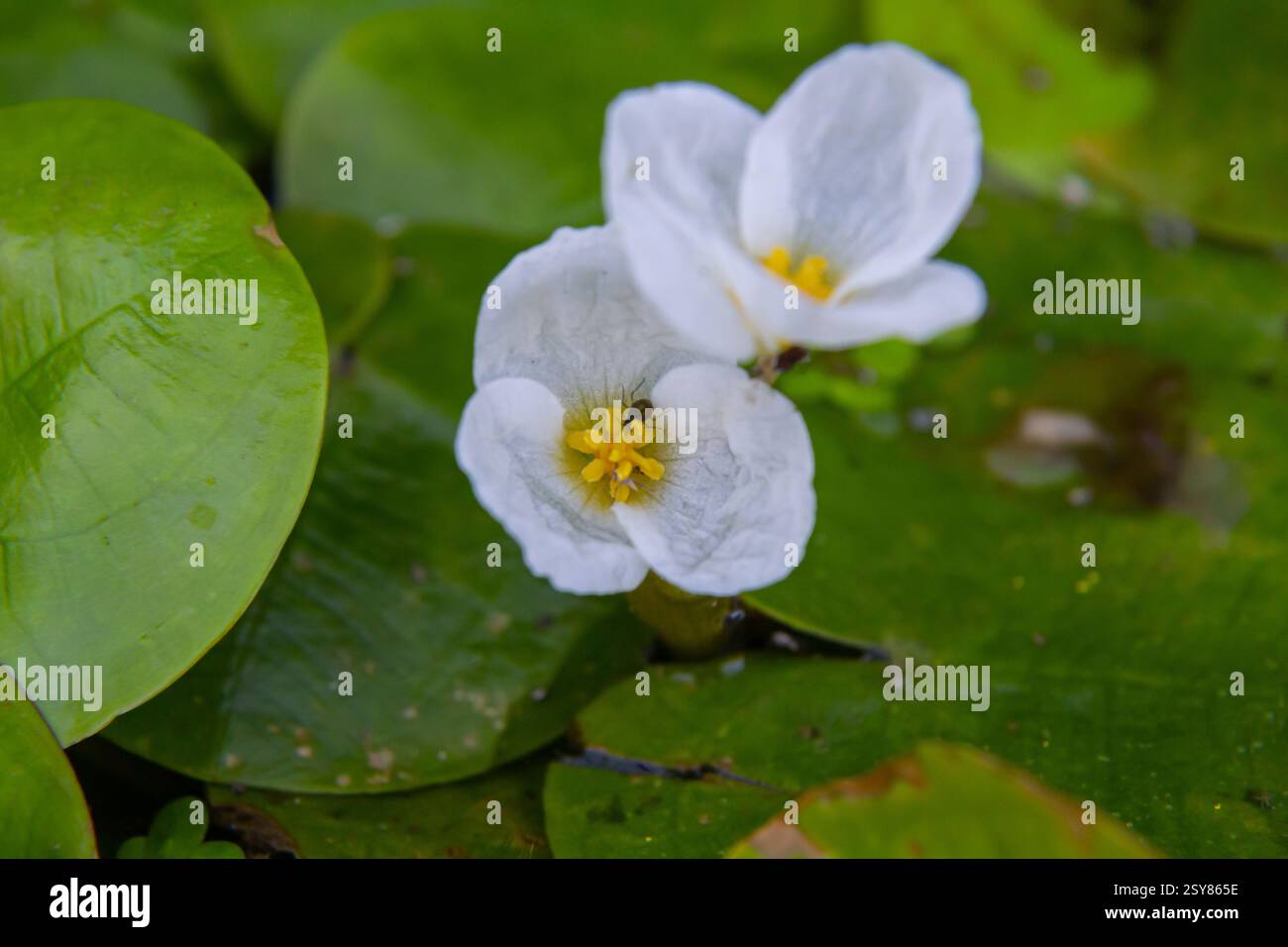 Il genere Hydrocharis morsus-ranae, è una pianta fiorente appartenente alla famiglia delle Hydrocharitaceae. E' un piccolo piano galleggiante Foto Stock