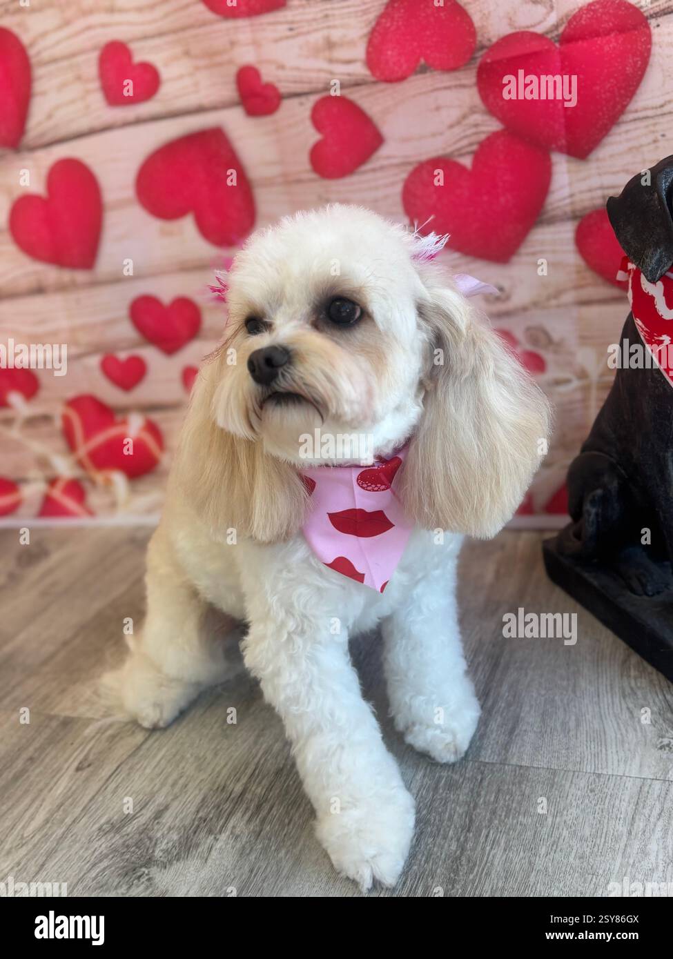 Adorabile cucciolo di Cavapoo a San Valentino con sfondo cuore - Immagine stock catturata con smartphone