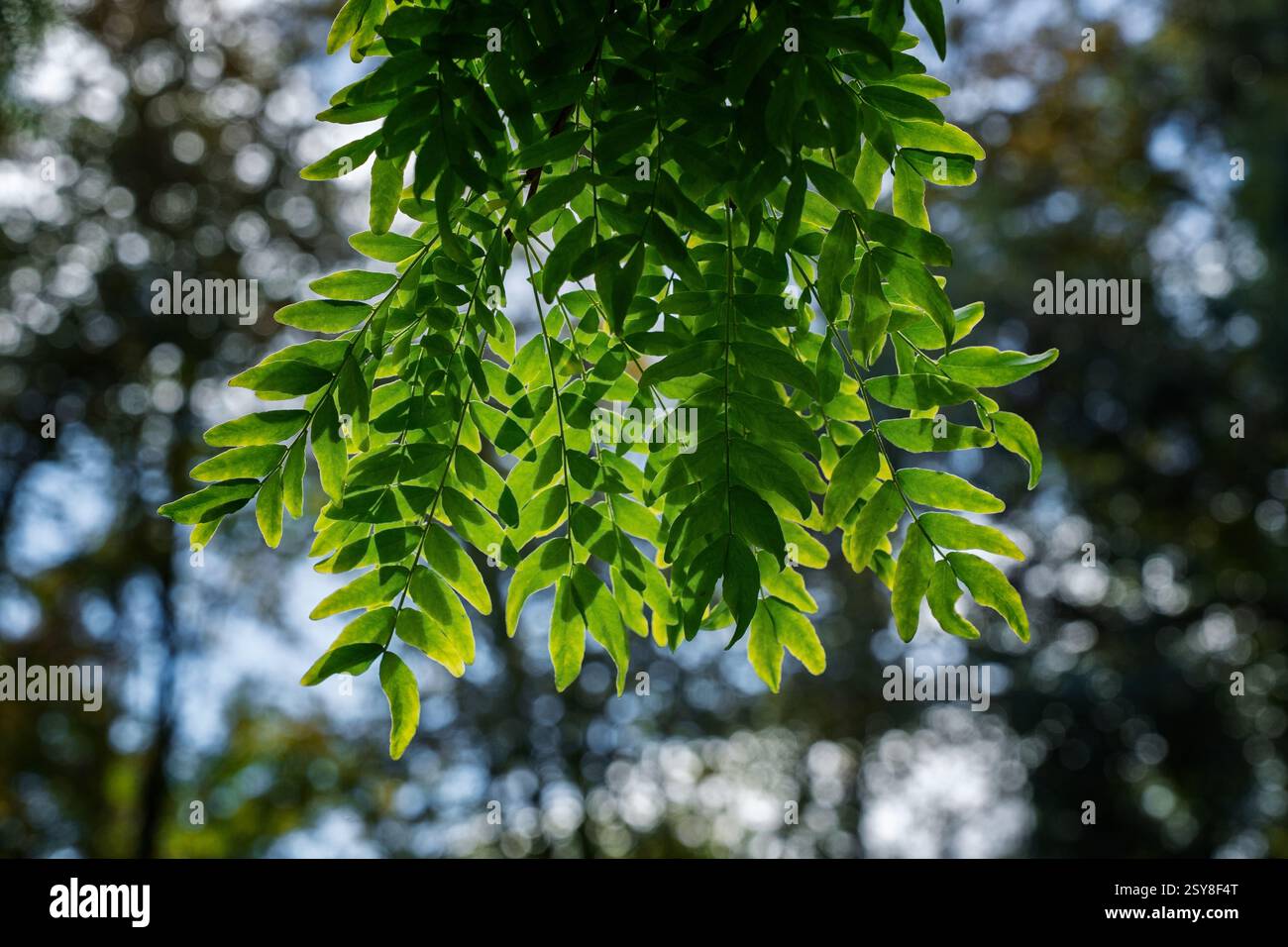 Primo piano di foglie di Gleditsia triacanthos verde brillante con un effetto bokeh da sogno in natura. Foto Stock