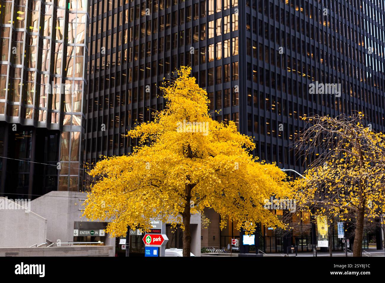 Canada, Ontario, Toronto, Un albero di Ginkgo di colore autunnale nel distretto finanziario di Toronto Foto Stock
