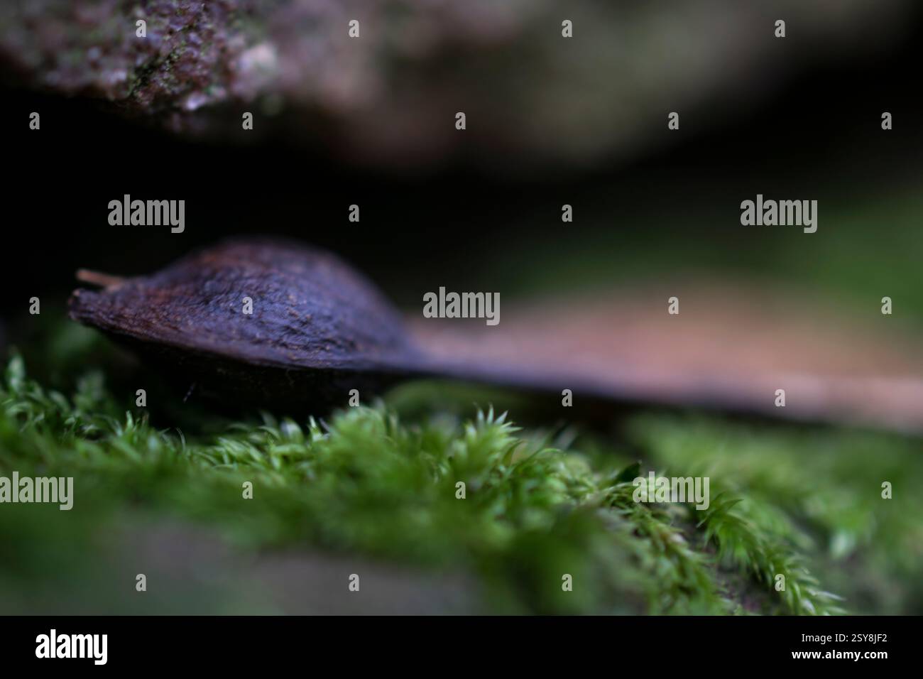 Foto macro di un seme di sicomoro poggiato su un muschio verde lussureggiante, che mostra la sua delicata struttura alata e le texture terrose. Foto Stock