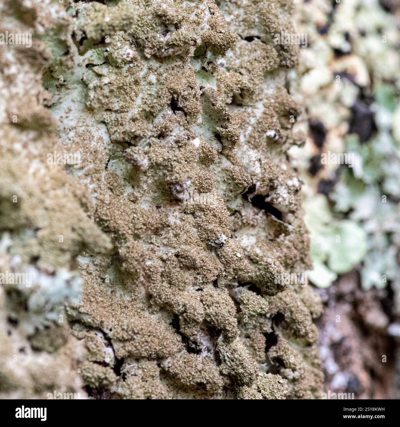 Foto macro di licheni crostacei che formano uno schema grezzo e granulare sulla corteccia degli alberi in un habitat forestale. Foto Stock