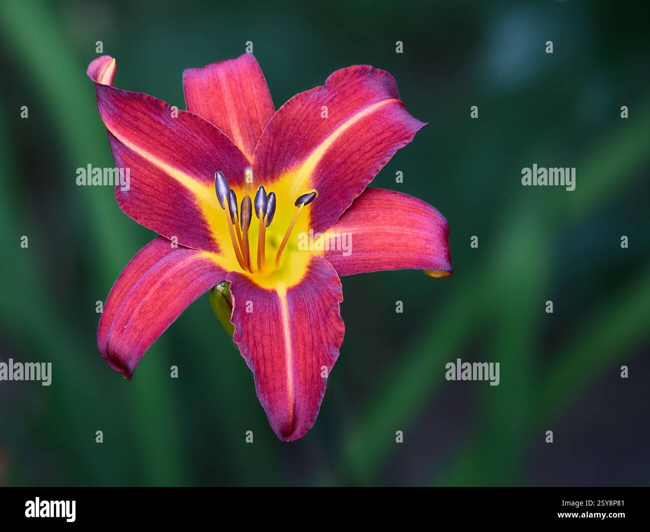 Giallo nano diurno Foto Stock