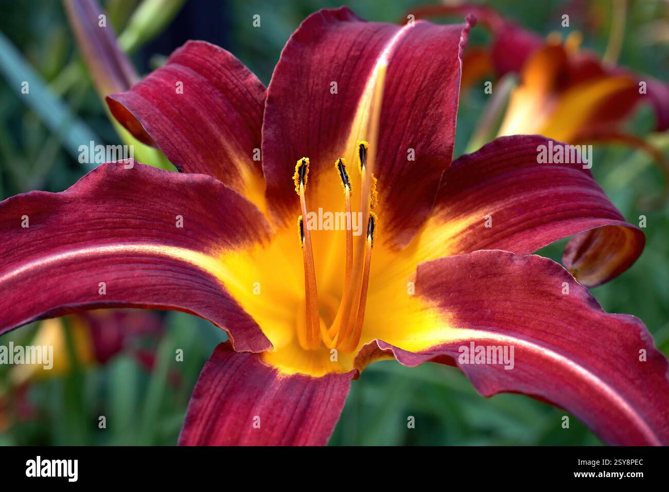 Giallo nano diurno Foto Stock